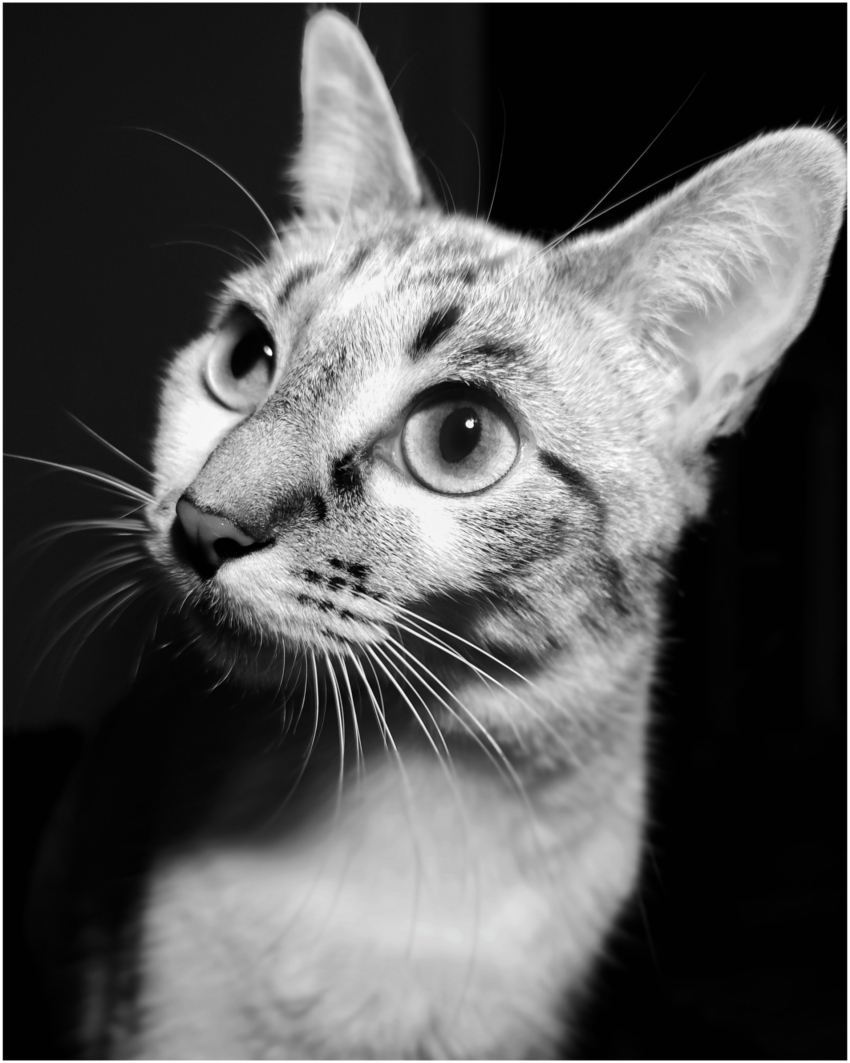 Studio-One.Art.br Repo Fotografia em Rio Preto SP/Brasil