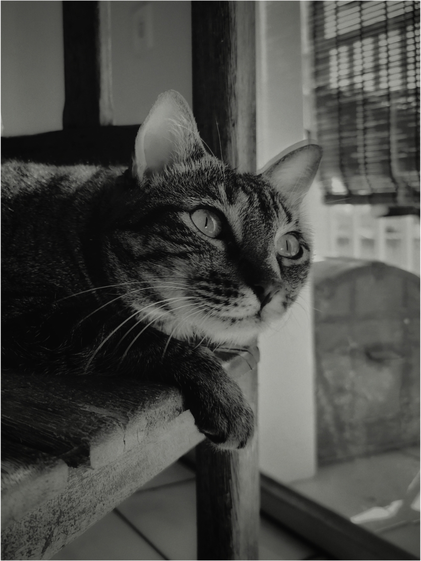 Studio-One.Art.br Repo Fotografia em Rio Preto SP/Brasil