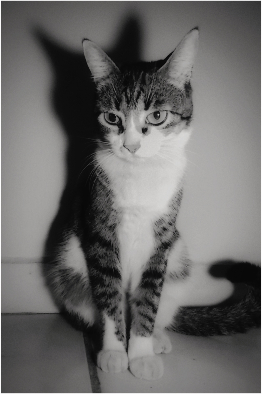 Studio-One.Art.br Repo Fotografia em Rio Preto SP/Brasil