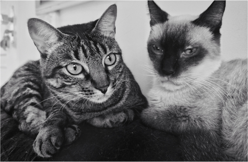 Studio-One.Art.br Repo Fotografia em Rio Preto SP/Brasil