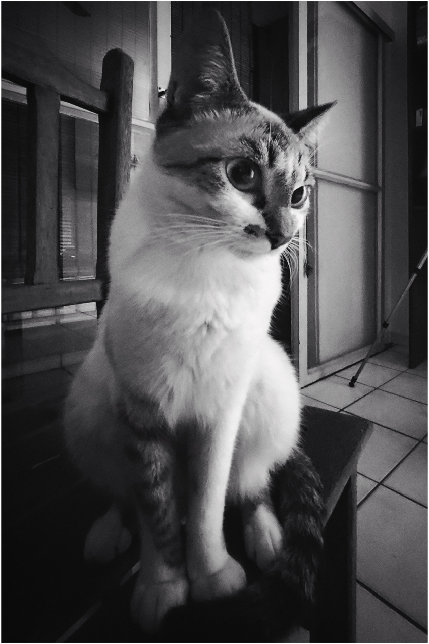 Studio-One.Art.br Repo Fotografia em Rio Preto SP/Brasil