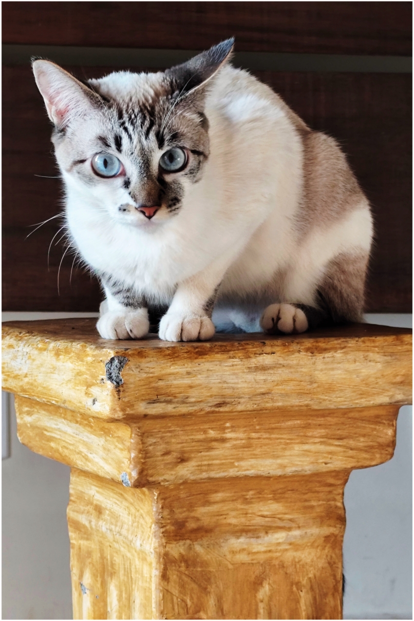 Studio-One.Art.br Repo Fotografia em Rio Preto SP/Brasil