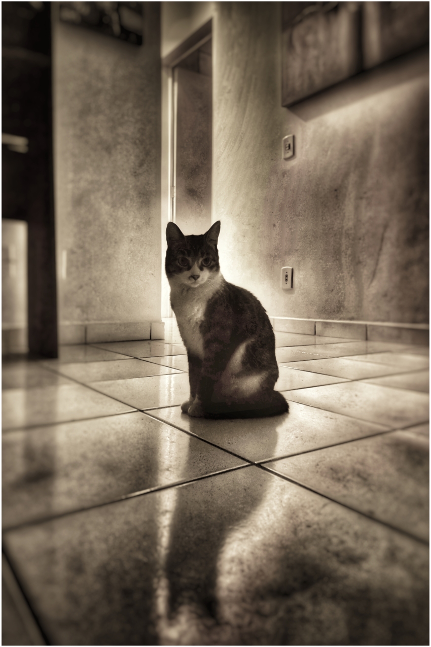 Studio-One.Art.br Repo Fotografia em Rio Preto SP/Brasil