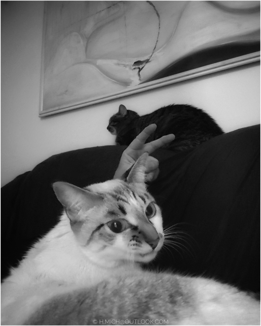 Studio-One.Art.br Repo Fotografia em Rio Preto SP/Brasil