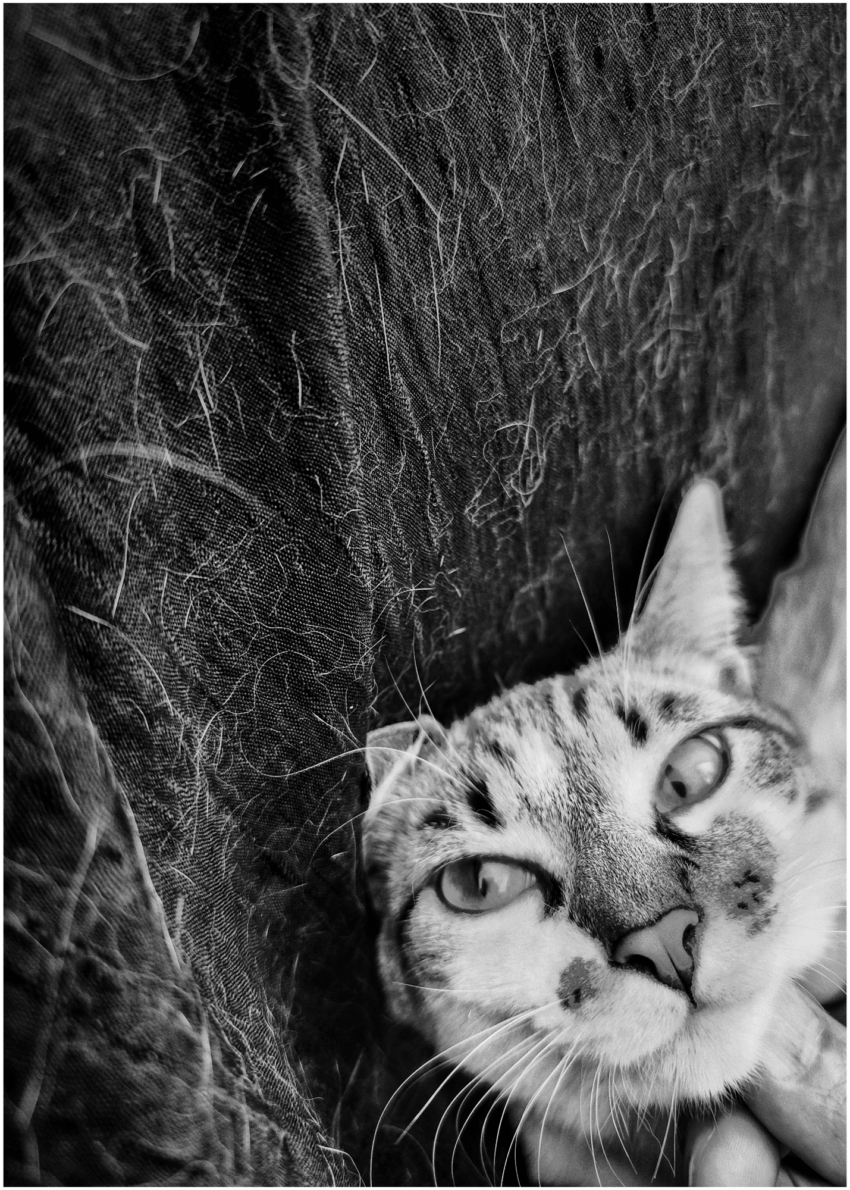 Studio-One.Art.br Repo Fotografia em Rio Preto SP/Brasil