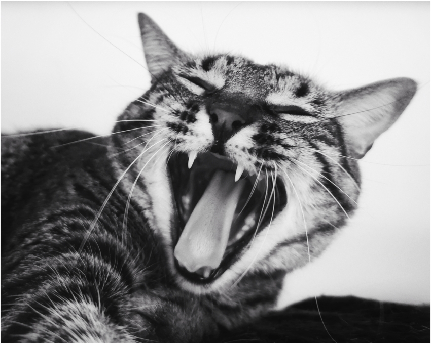 Studio-One.Art.br Repo Fotografia em Rio Preto SP/Brasil