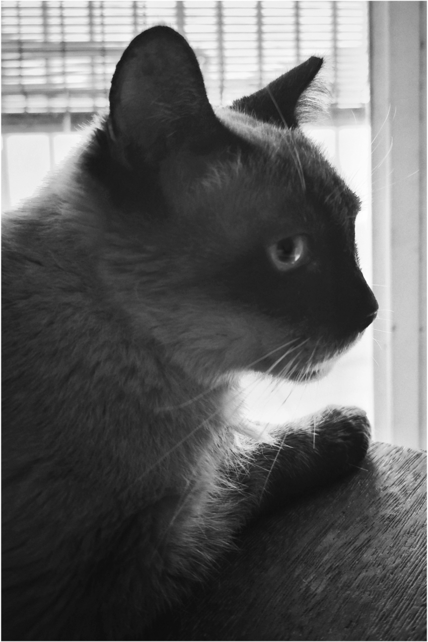 Studio-One.Art.br Repo Fotografia em Rio Preto SP/Brasil