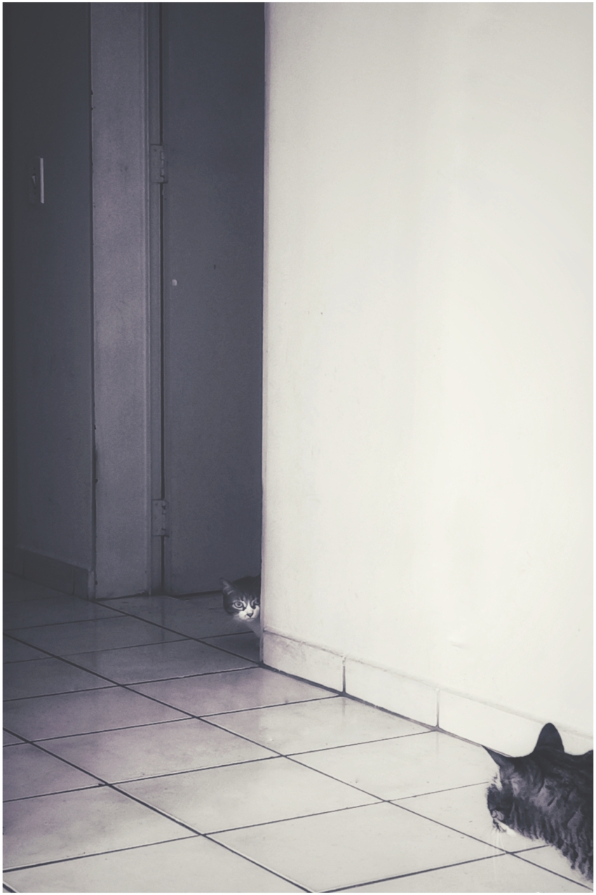 Studio-One.Art.br Repo Fotografia em Rio Preto SP/Brasil