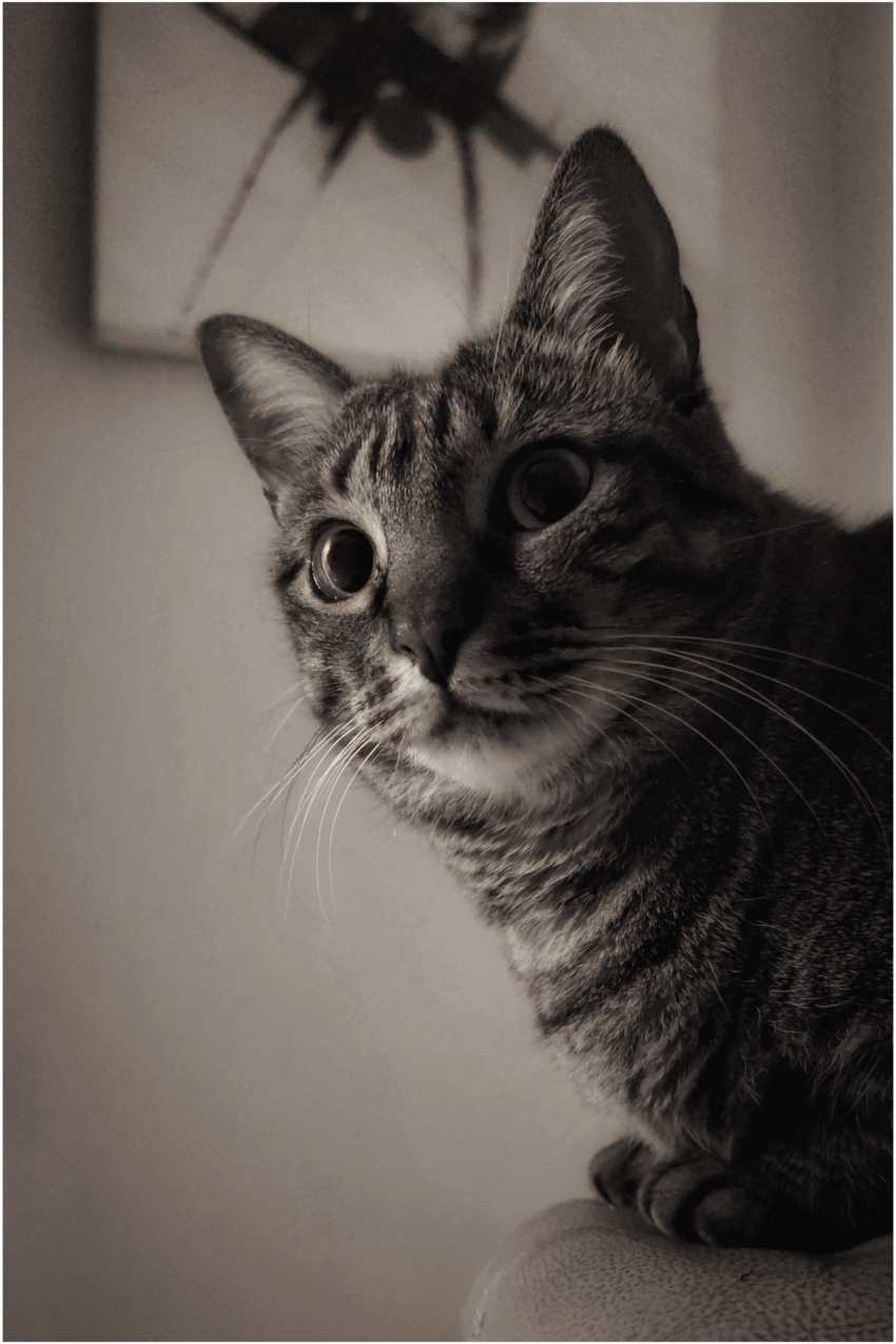 Studio-One.Art.br Repo Fotografia em Rio Preto SP/Brasil