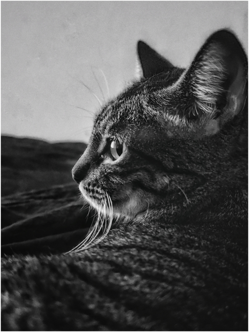 Studio-One.Art.br Repo Fotografia em Rio Preto SP/Brasil