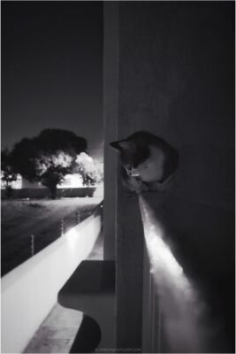 1723966829742