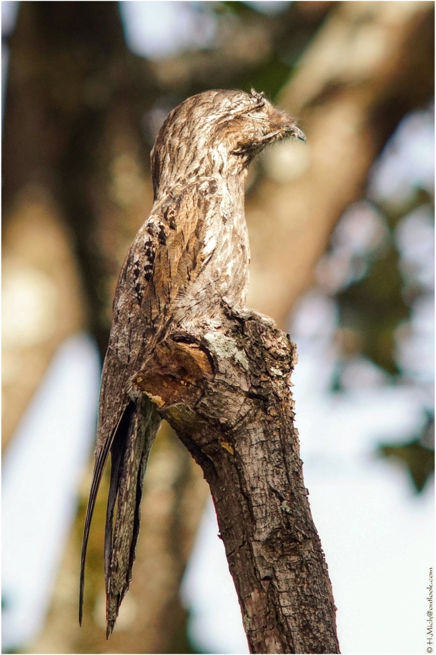 Diarium.Studio-One.Art.Br Bird Camouflaged Against Tree (c) h.mich@studio-one.art.br