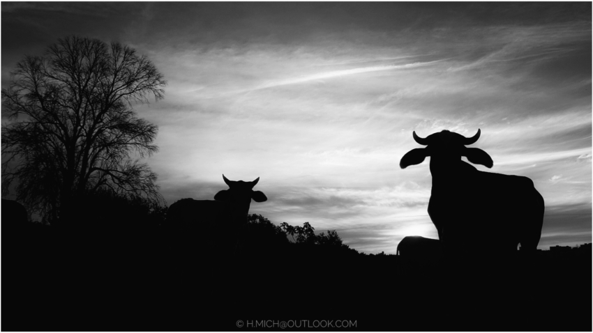 Studio-One.Art.br Repo Fotografia em Rio Preto SP/Brasil