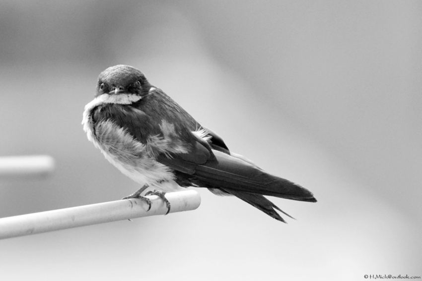 Studio-One.Art.br Repo Fotografia em Rio Preto SP/Brasil