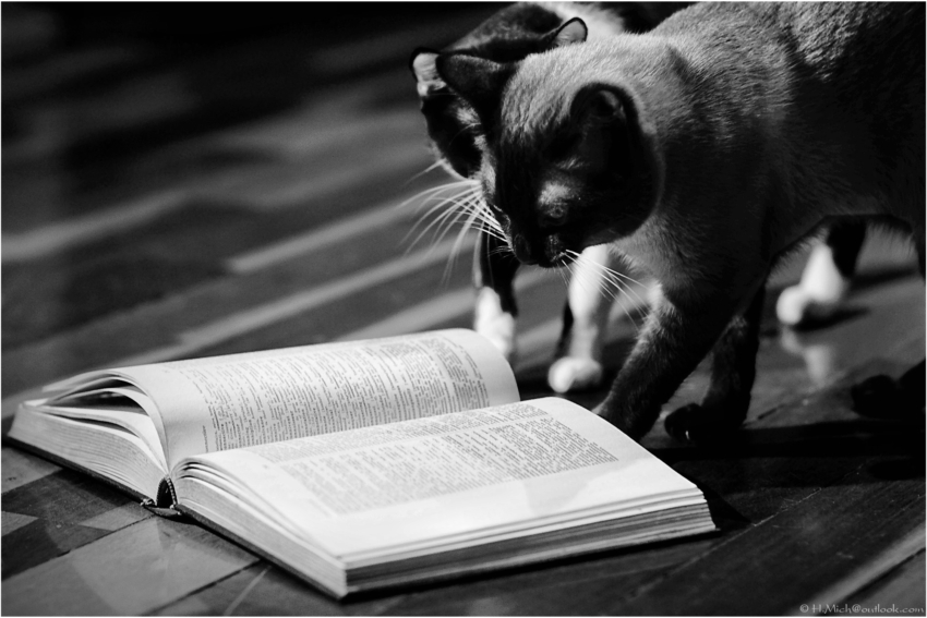 Studio-One.Art.br Repo Fotografia em Rio Preto SP/Brasil