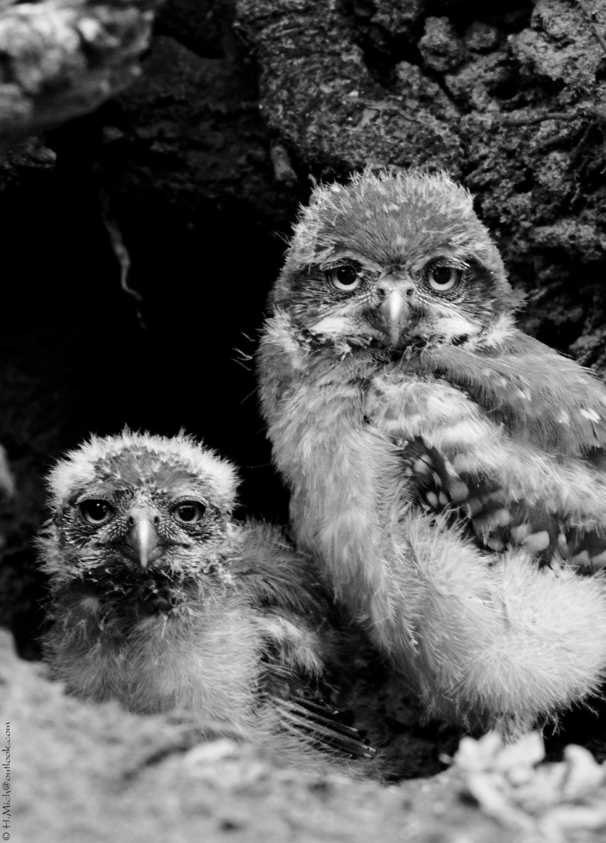 Studio-One.Art.br Repo Fotografia em Rio Preto SP/Brasil