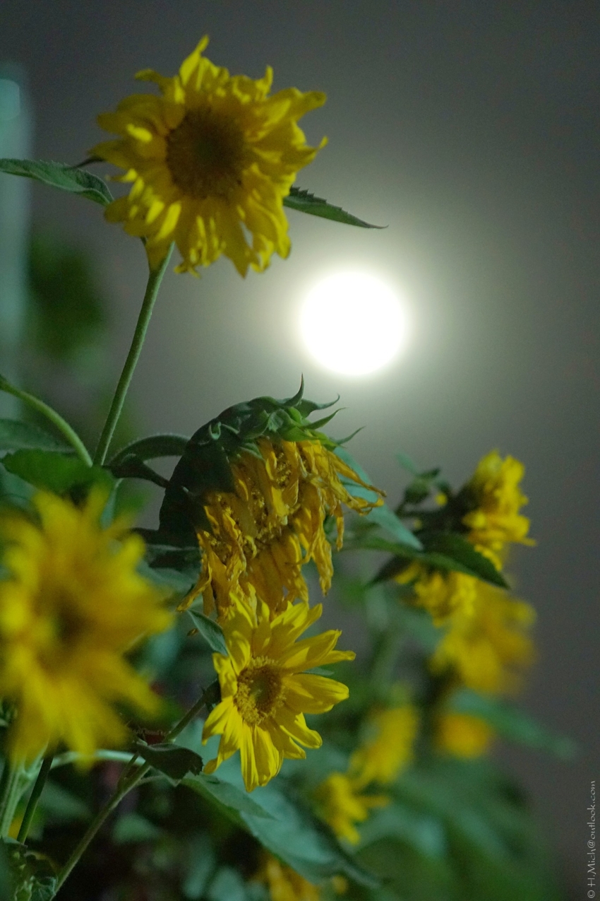 Studio-One.Art.br Repo Fotografia em Rio Preto SP/Brasil