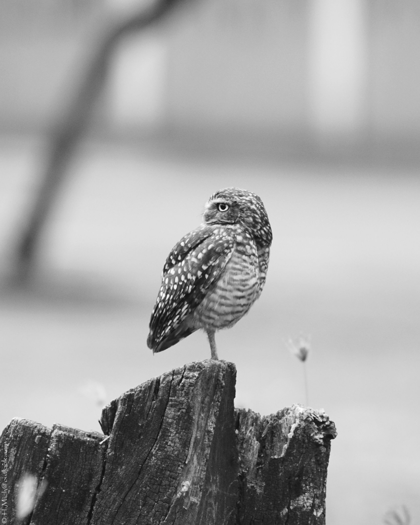 Studio-One.Art.br Repo Fotografia em Rio Preto SP/Brasil