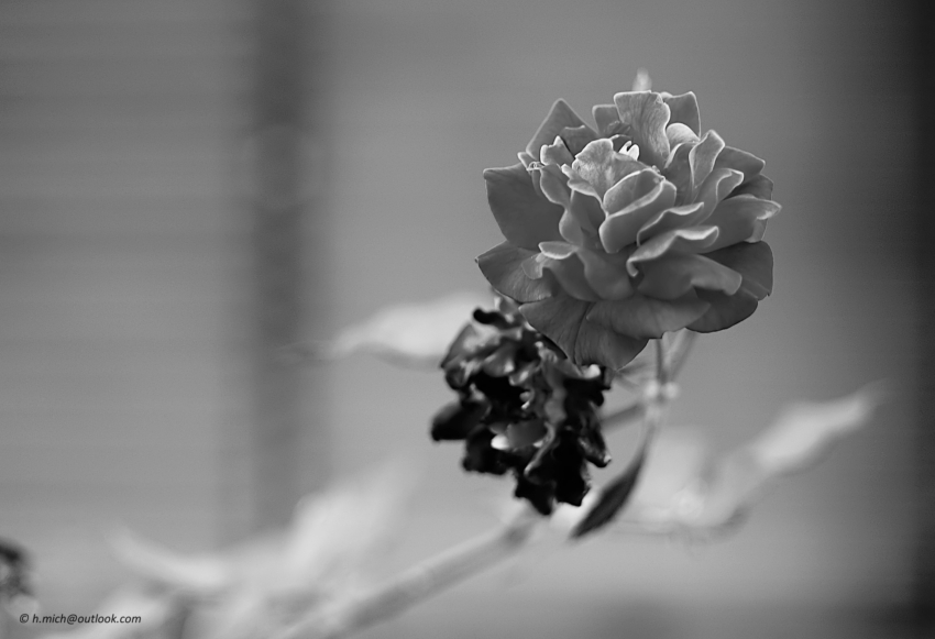 Studio-One.Art.br Repo Fotografia em Rio Preto SP/Brasil