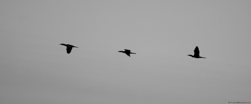 Studio-One.Art.br Repo Fotografia em Rio Preto SP/Brasil