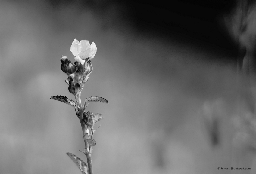 Studio-One.Art.br Repo Fotografia em Rio Preto SP/Brasil
