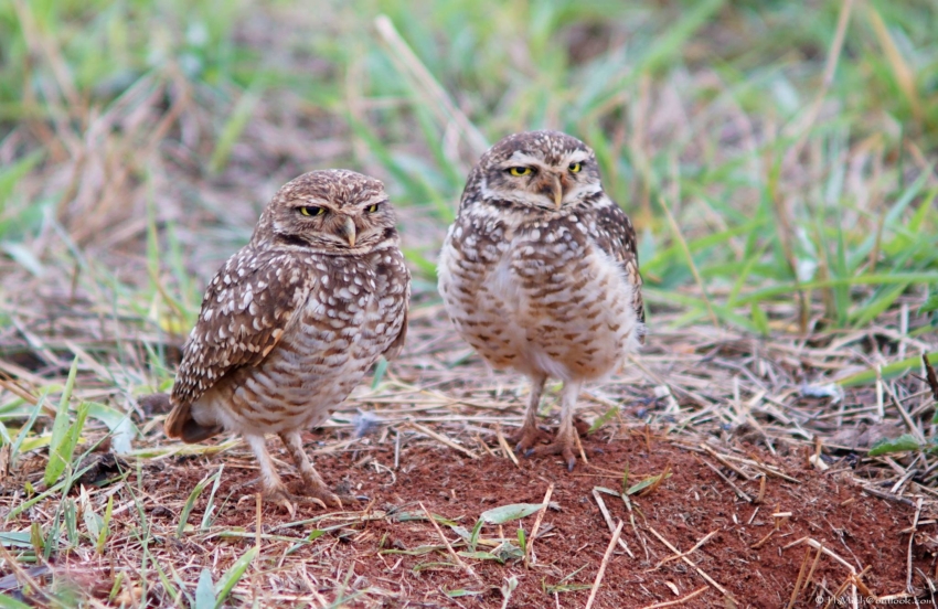 Studio-One.Art.br Repo Fotografia em Rio Preto SP/Brasil