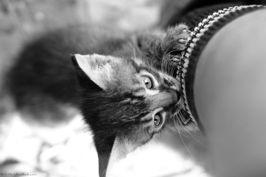 Studio-One.Art.br Repo Fotografia em Rio Preto SP/Brasil