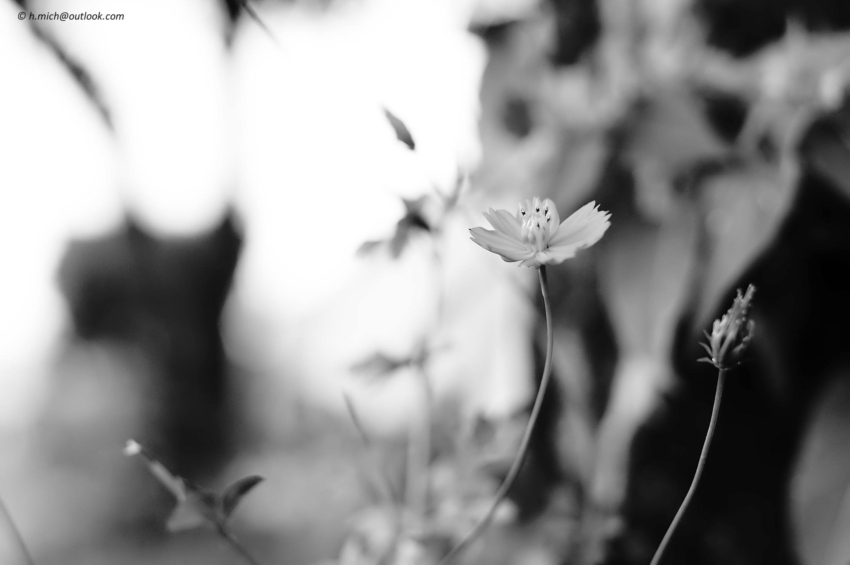 Studio-One.Art.br Repo Fotografia em Rio Preto SP/Brasil