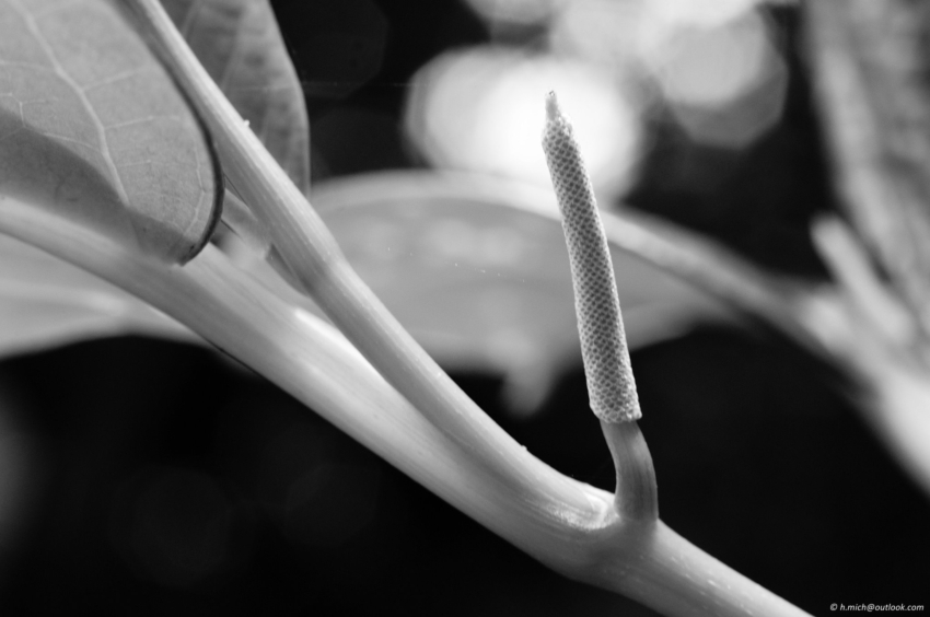 Studio-One.Art.br Repo Fotografia em Rio Preto SP/Brasil