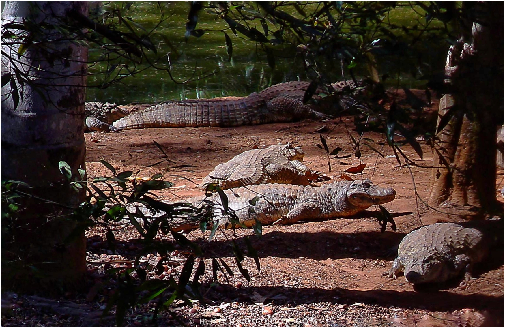 Diarium.Studio-One.Art.Br - Vários crocodilos se aquecem ao sol em um pedaço de terra cercado por árvores e folhagens. No primeiro plano, uma borboleta repousa sobre um dos crocodilos. O fundo mostra um corpo de água, parcialmente sombreado por árvores, adicionando contraste à cena. - (c) H.Mich