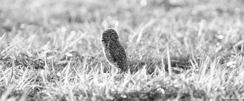 Studio-One.Art.br Repo Fotografia em Rio Preto SP/Brasil