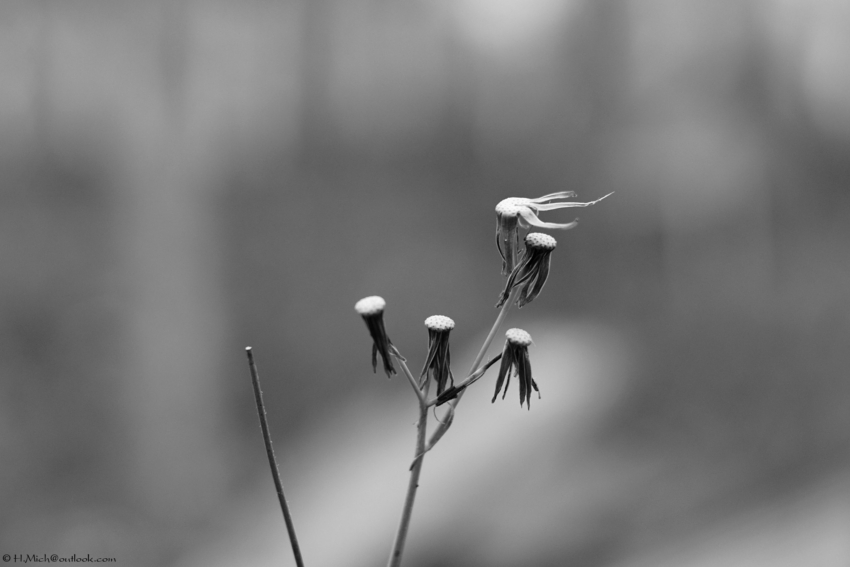 Studio-One.Art.br Repo Fotografia em Rio Preto SP/Brasil