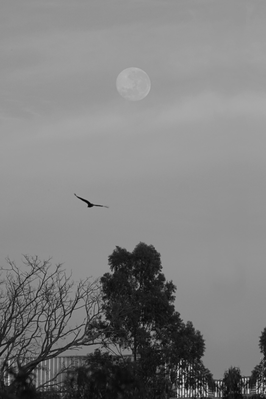 Studio-One.Art.br Repo Fotografia em Rio Preto SP/Brasil