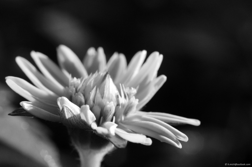 Studio-One.Art.br Repo Fotografia em Rio Preto SP/Brasil