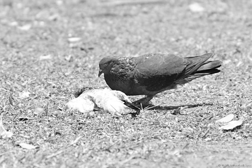 Studio-One.Art.br Repo Fotografia em Rio Preto SP/Brasil