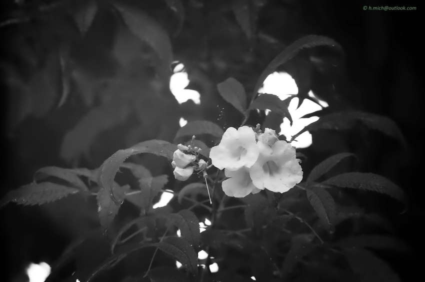 Studio-One.Art.br Repo Fotografia em Rio Preto SP/Brasil