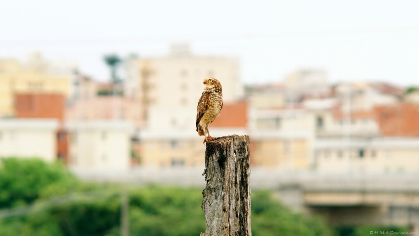 Studio-One.Art.br Repo Fotografia em Rio Preto SP/Brasil