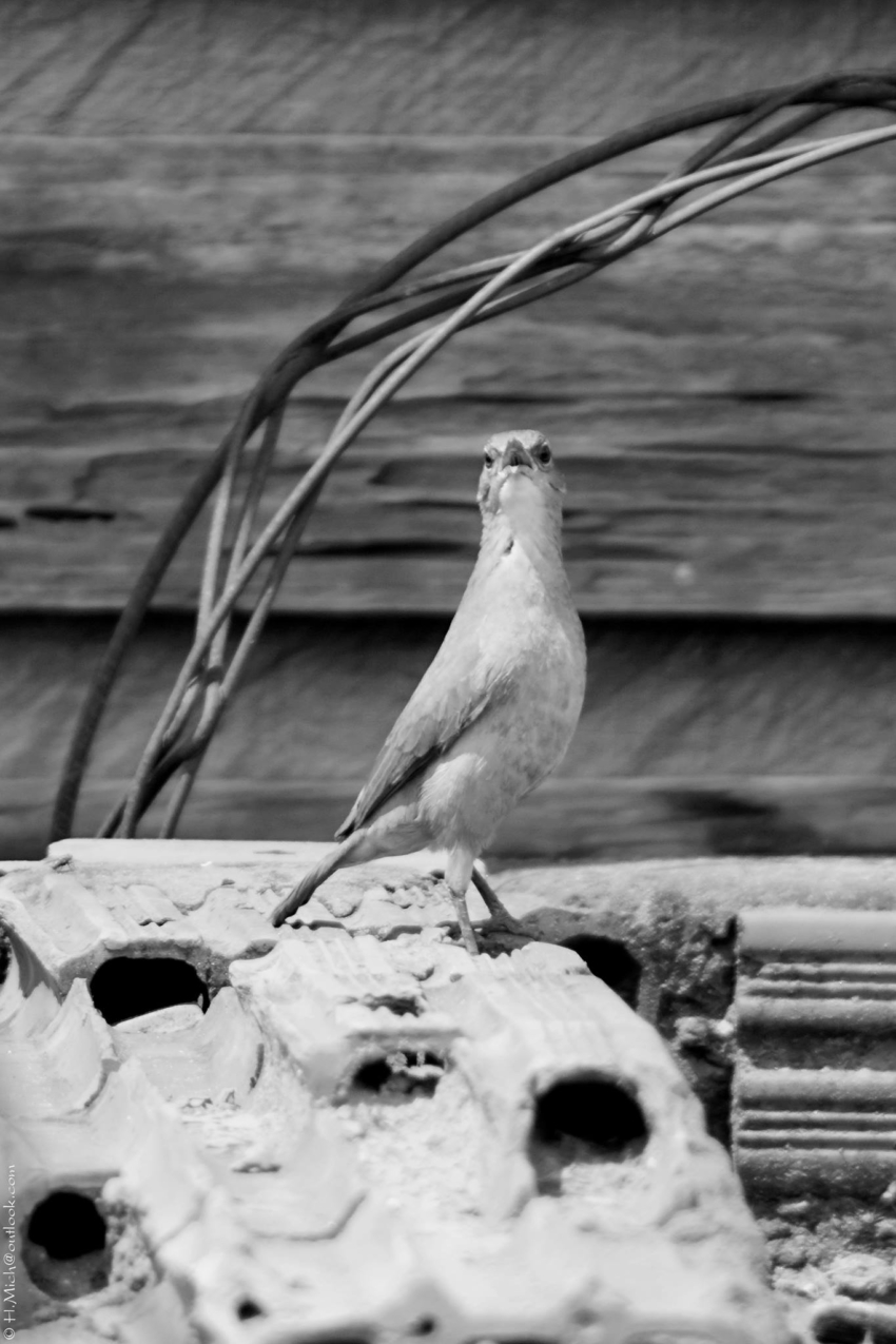 Studio-One.Art.br Repo Fotografia em Rio Preto SP/Brasil