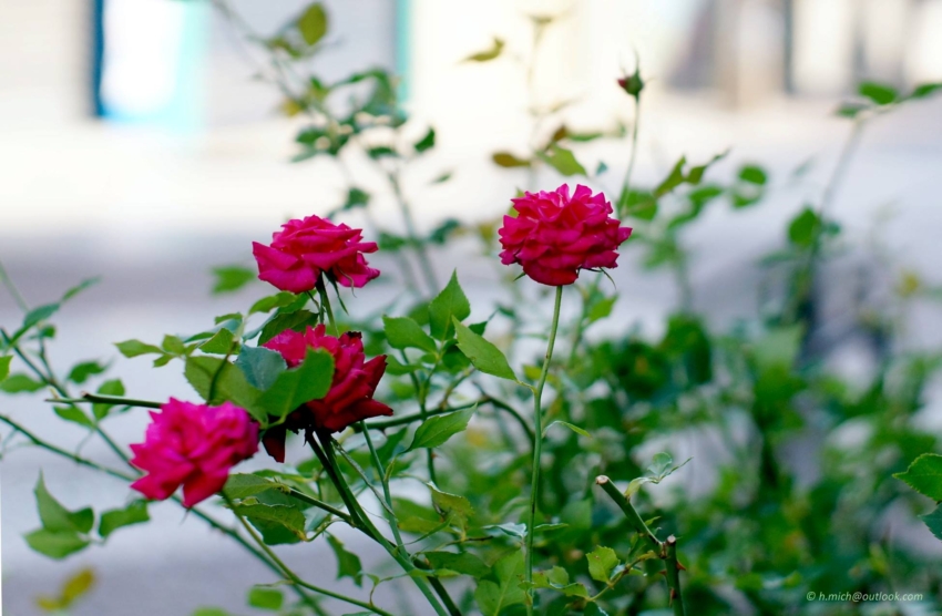 Studio-One.Art.br Repo Fotografia em Rio Preto SP/Brasil