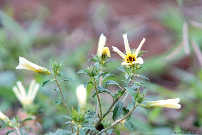 Studio-One.Art.br Repo Fotografia em Rio Preto SP/Brasil