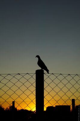 2022 06 15(183)