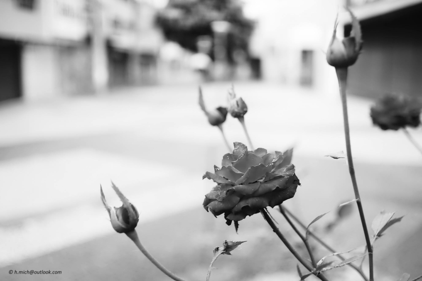 Studio-One.Art.br Repo Fotografia em Rio Preto SP/Brasil