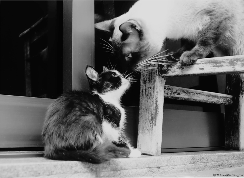 Studio-One.Art.br Repo Fotografia em Rio Preto SP/Brasil