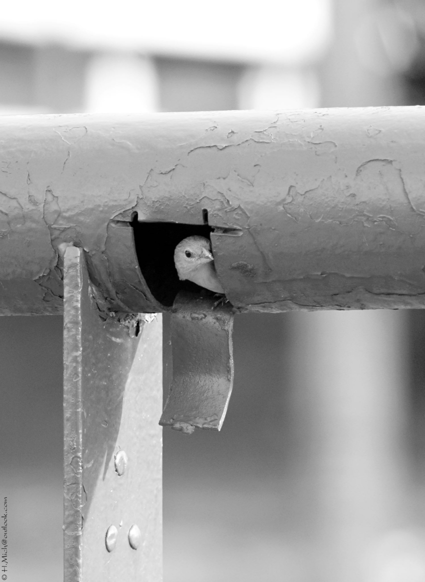 Studio-One.Art.br Repo Fotografia em Rio Preto SP/Brasil