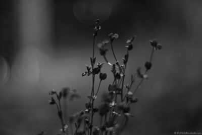 2022 06 15(207)