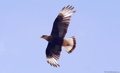 2022 06 15(217)
