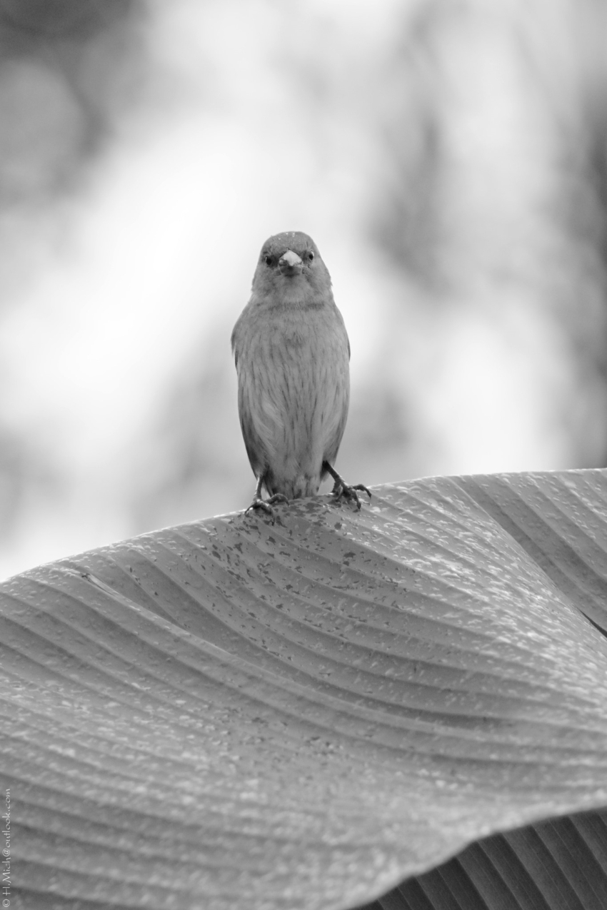 Studio-One.Art.br Repo Fotografia em Rio Preto SP/Brasil