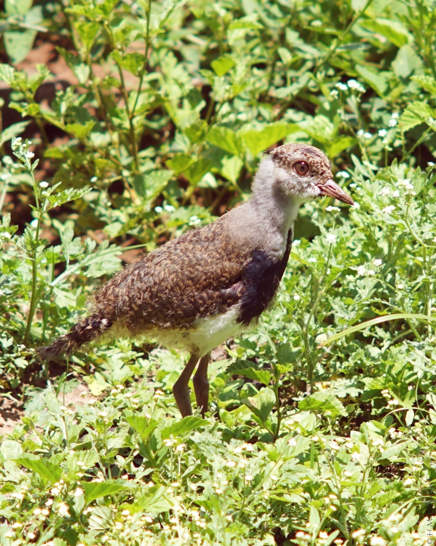 Studio-One.Art.br Repo Fotografia em Rio Preto SP/Brasil