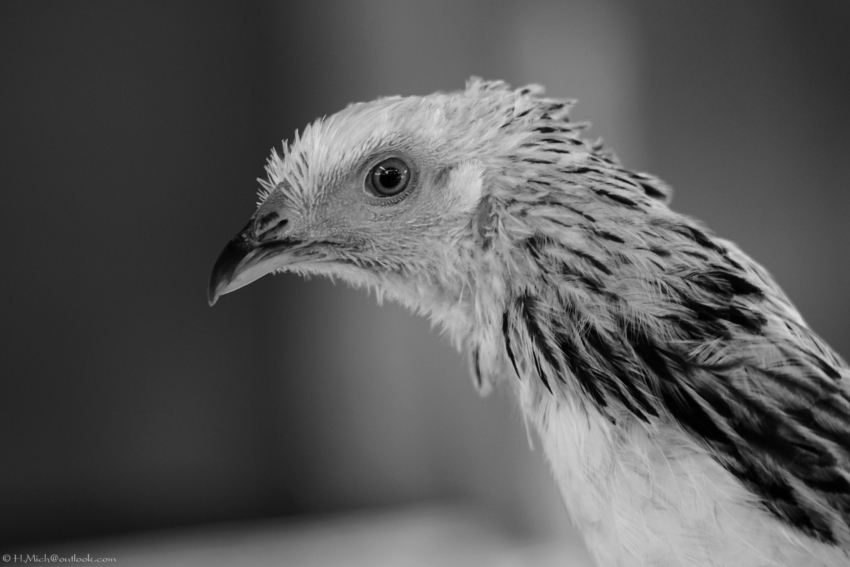 Studio-One.Art.br Repo Fotografia em Rio Preto SP/Brasil