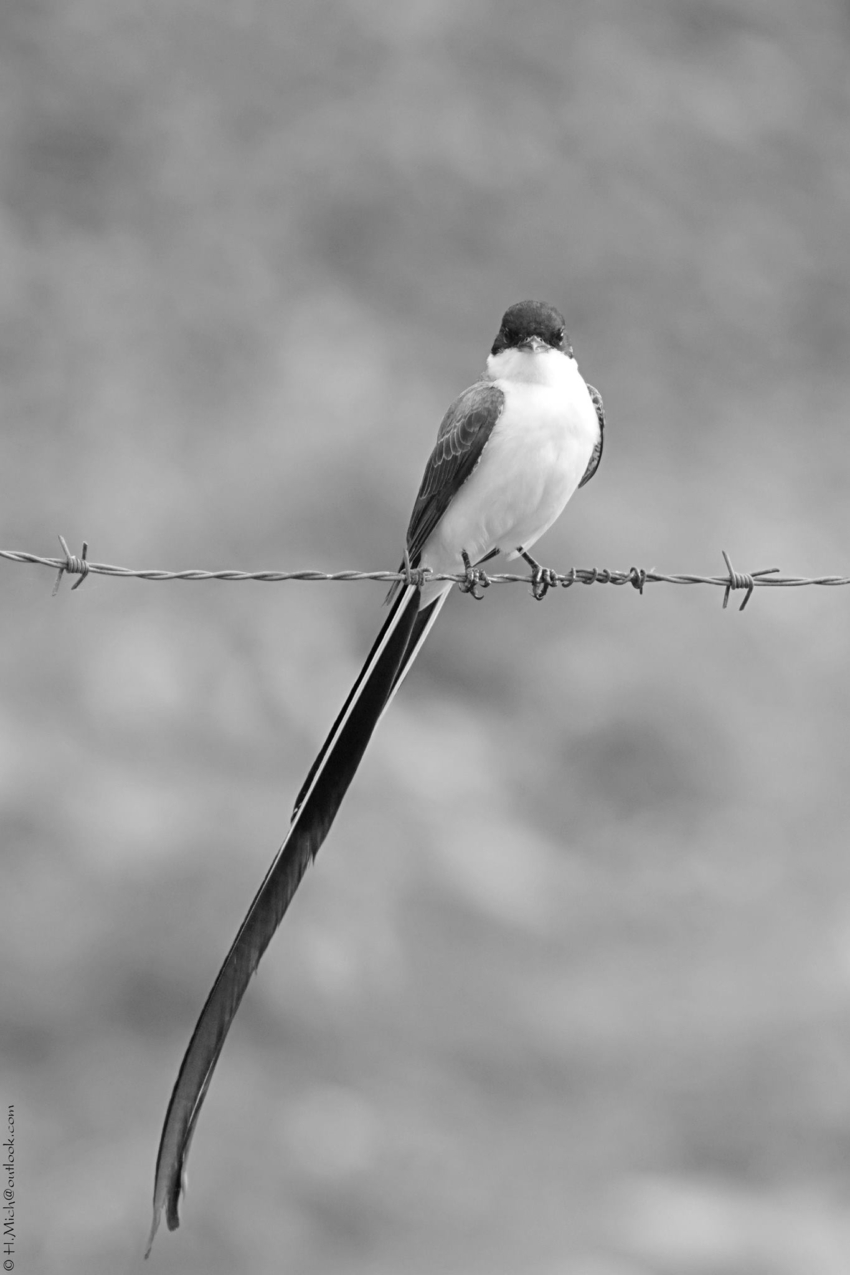 Studio-One.Art.br Repo Fotografia em Rio Preto SP/Brasil